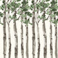 Image of Birch Tree in Green Wallpaper