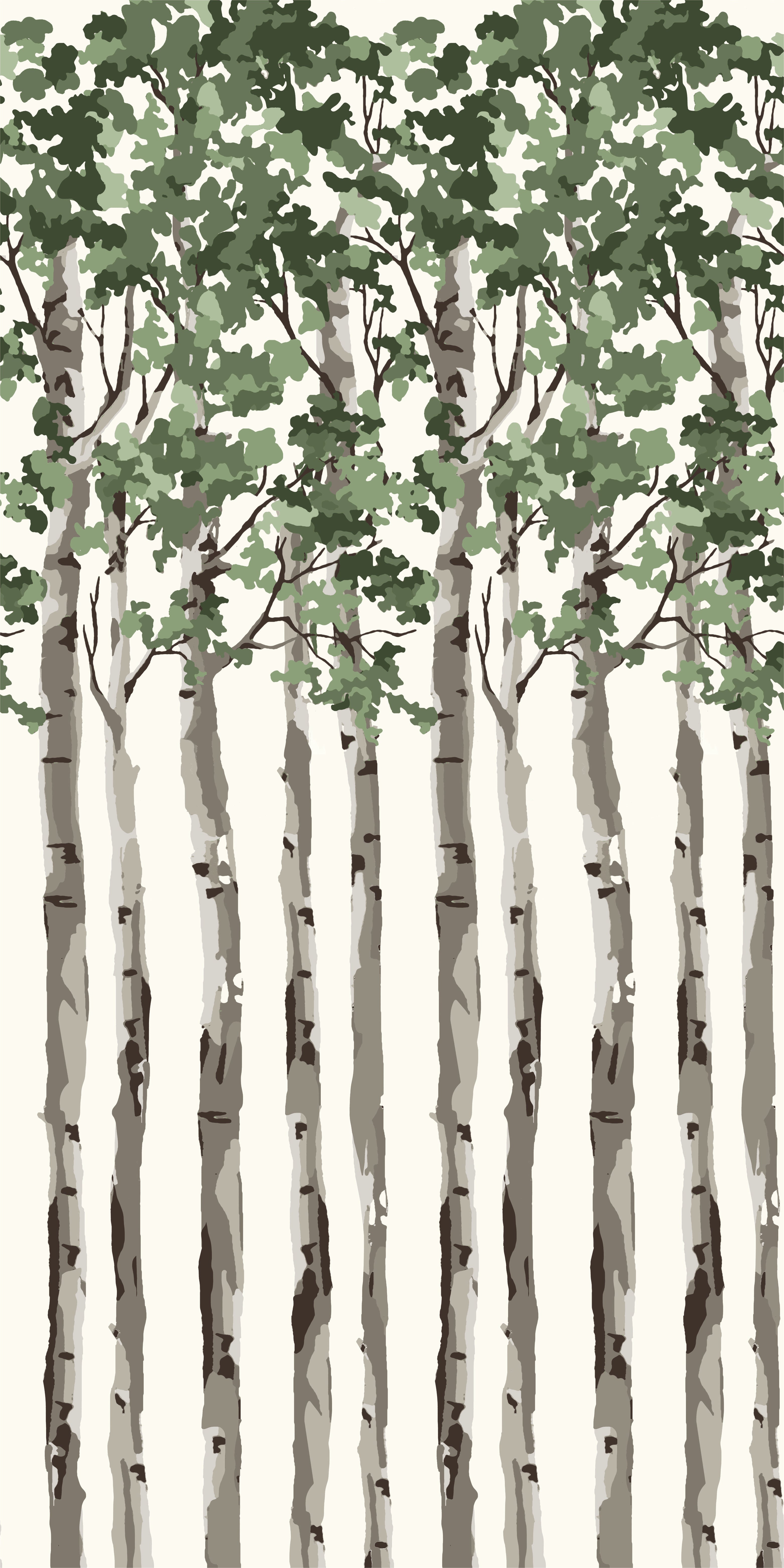 Birch Tree