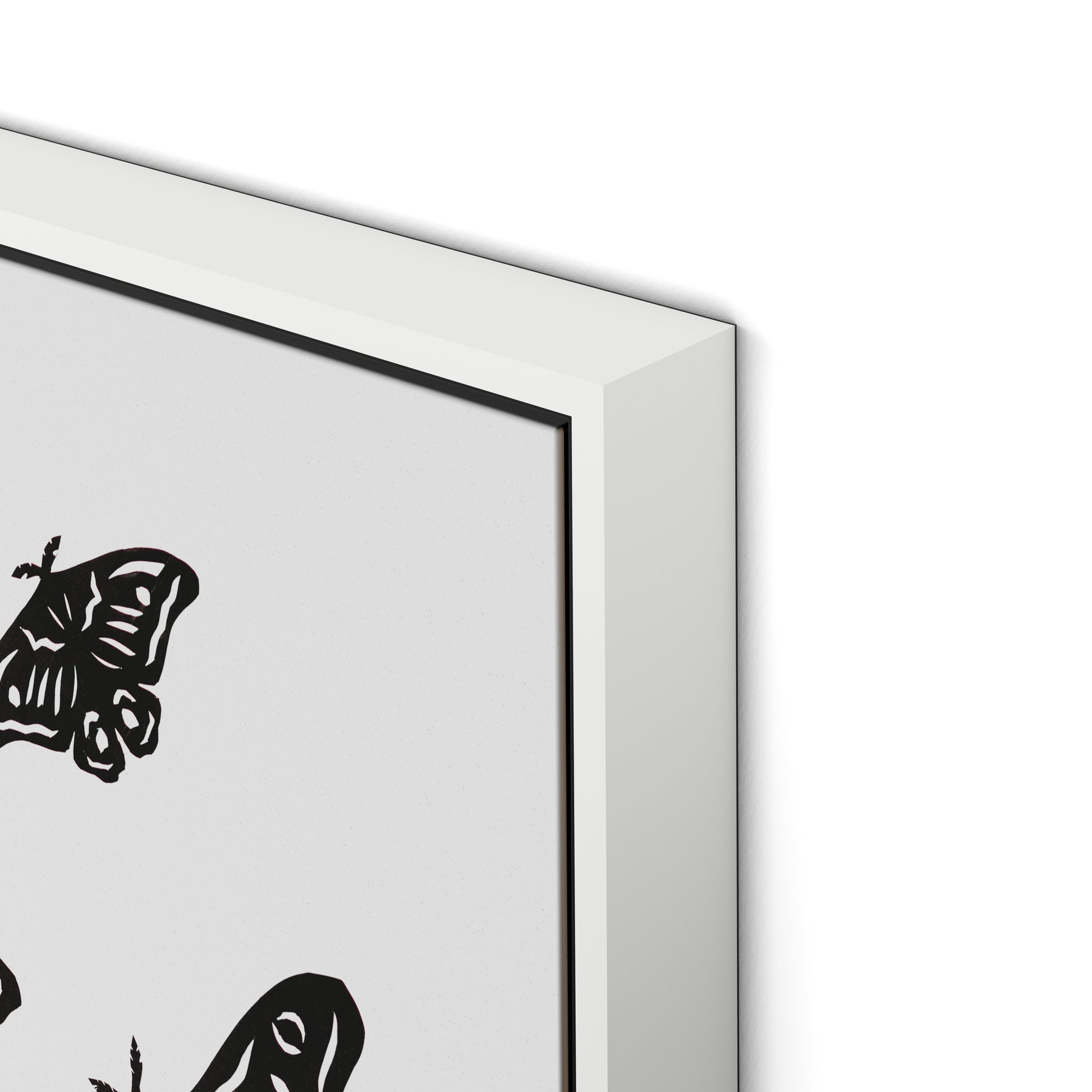 Black Moths Canvas Floater Framed / 24 x 32 in / White