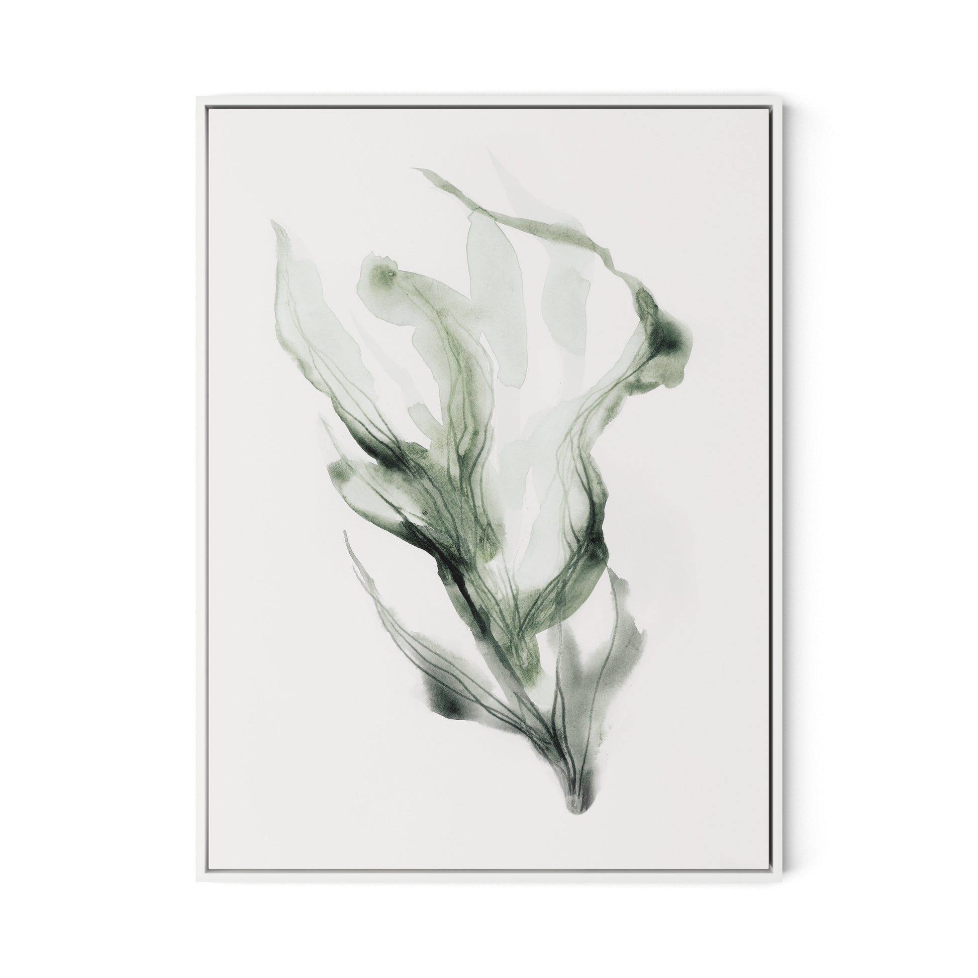 Alga 1 - Kelp Canvas Floater Framed / 24 x 32 in / White
