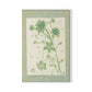 Sage Meadow Rue II Canvas Floater Framed / 21.5 x 32 in / White