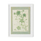 Sage Meadow Rue II Framed Paper / 24 x 32 in / White