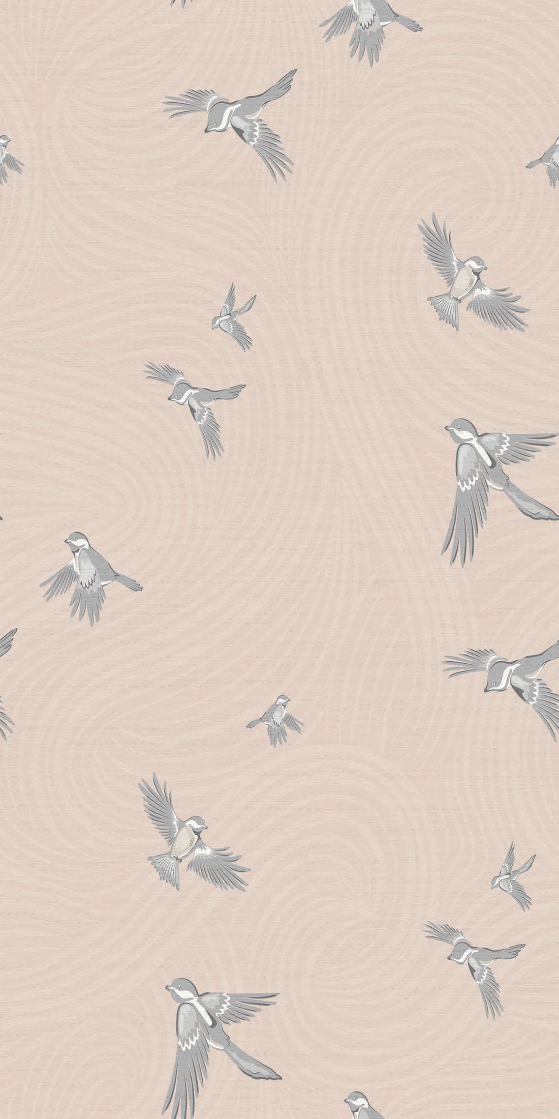 Chickadee Birds