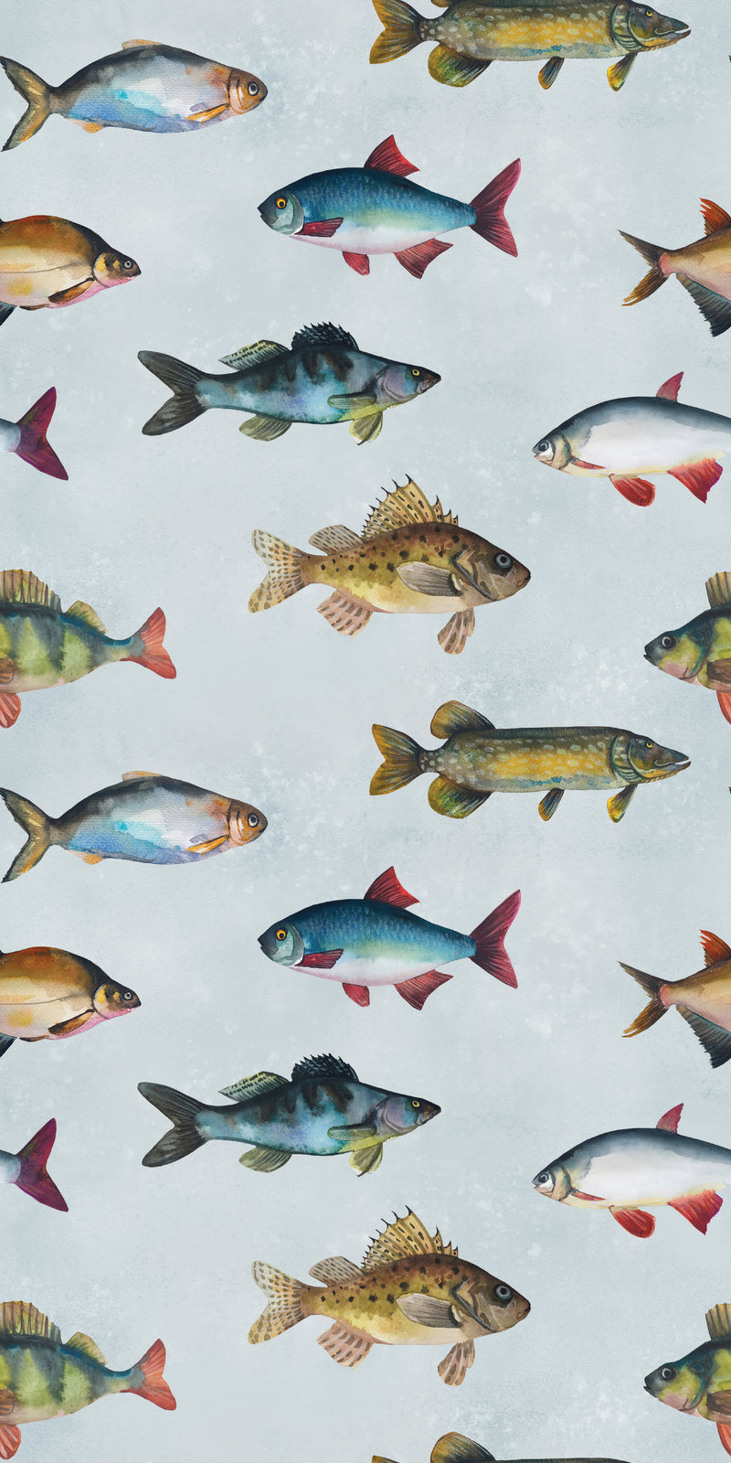 Freshwater Fish in Multi color