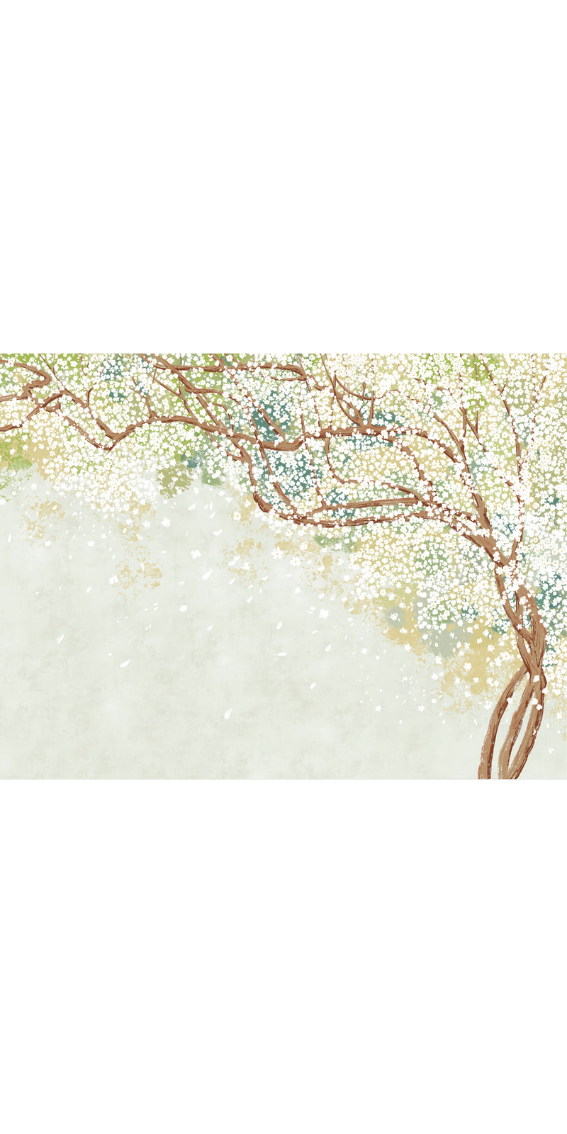 Sakura in White color