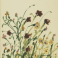 Botanicals